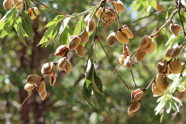 تصویر 1 از خرید و قیمت نهال بادام درختی + فروش عمده
